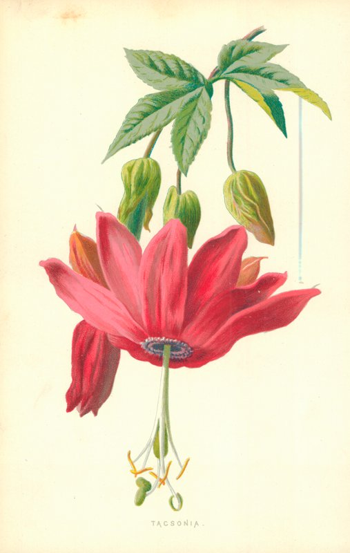 Taksonomi af Frederick Edward Hulme