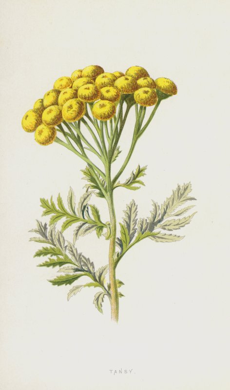Tansy (chromolitho) af Frederick Edward Hulme