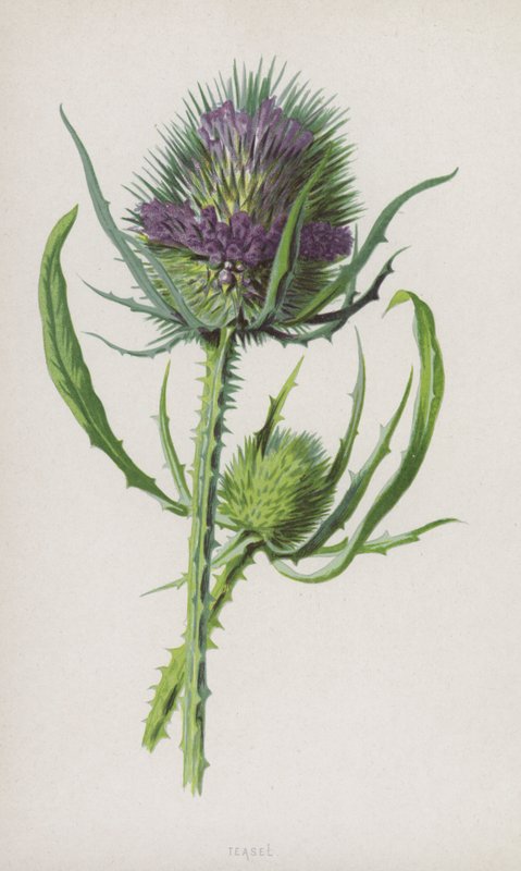 Teasel (chromolitho) af Frederick Edward Hulme
