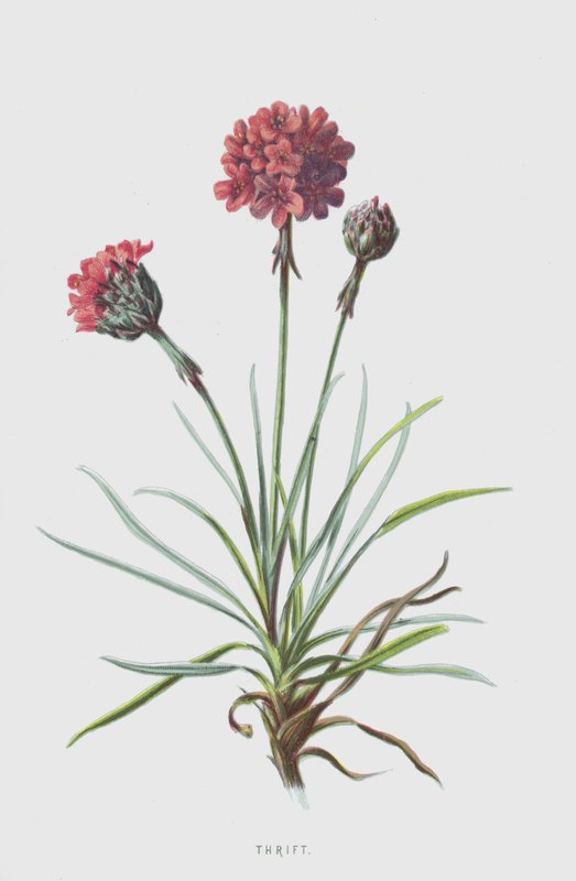 Sparsommelighed (chromolitho) af Frederick Edward Hulme