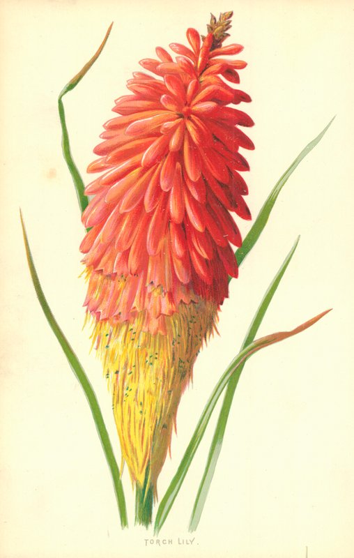 Torch Lily af Frederick Edward Hulme