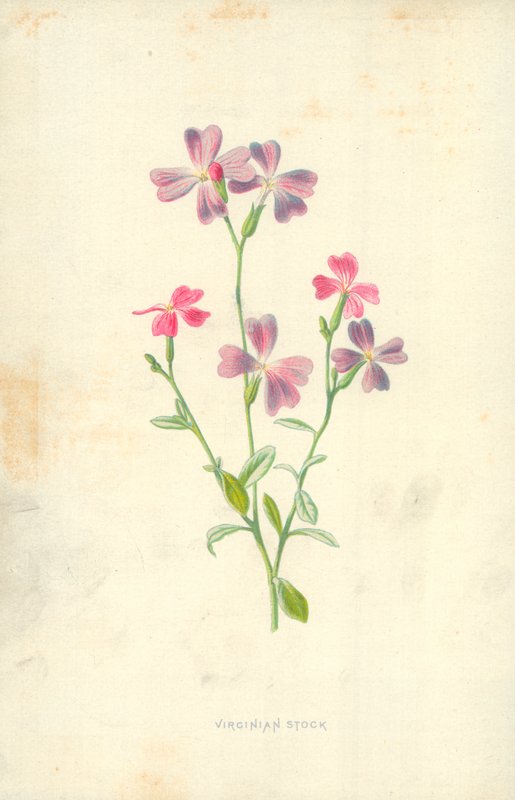 Virginian aktie af Frederick Edward Hulme