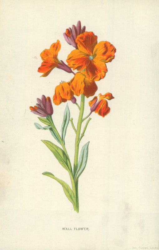 Væg blomst af Frederick Edward Hulme