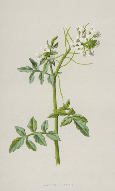 Vandkarse (chromolitho) af Frederick Edward Hulme