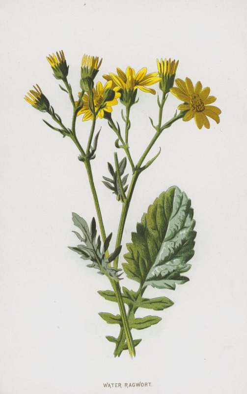 Vandbygeurt (chromolitho) af Frederick Edward Hulme