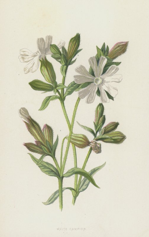 Hvid Campion (chromolitho) af Frederick Edward Hulme