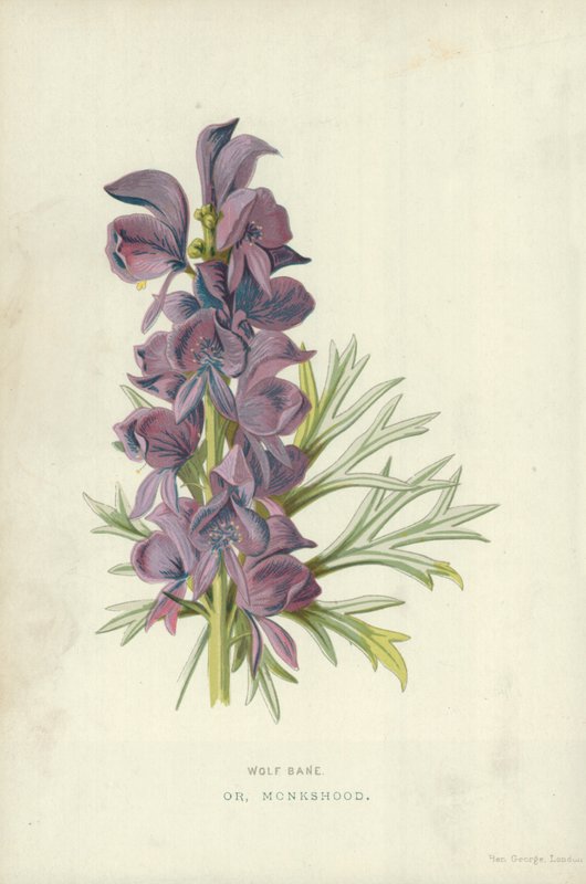 Wolf Bane. Eller, Monkshood af Frederick Edward Hulme