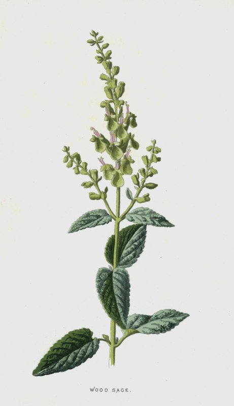 Træsalvie (chromolitho) af Frederick Edward Hulme