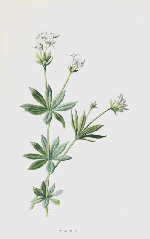 Woodruff (chromolitho) af Frederick Edward Hulme
