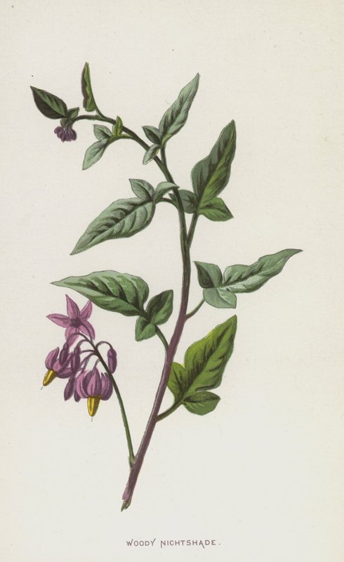Woody Nightshade (chromolitho) af Frederick Edward Hulme
