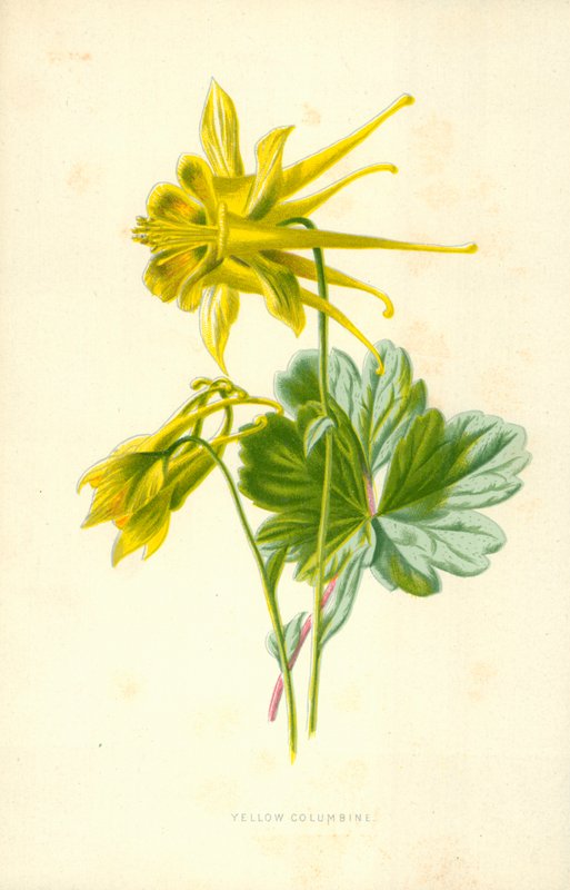 Gul Akeleje af Frederick Edward Hulme