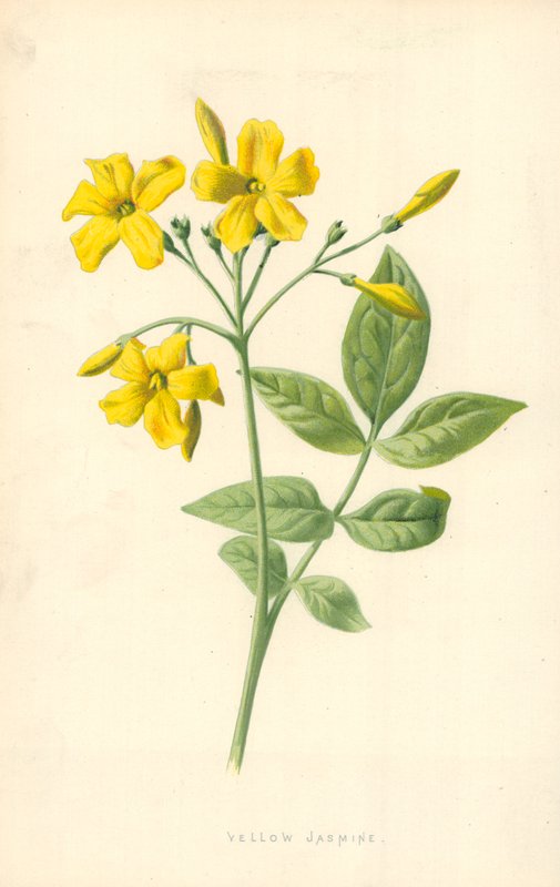 Gul jasmin af Frederick Edward Hulme