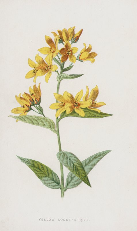 Gul løs strid (chromolitho) af Frederick Edward Hulme