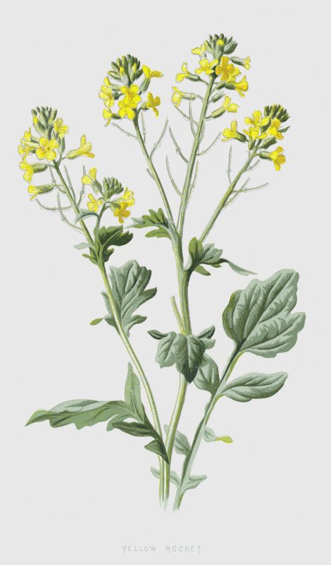 Gul rucola (chromolitho) af Frederick Edward Hulme