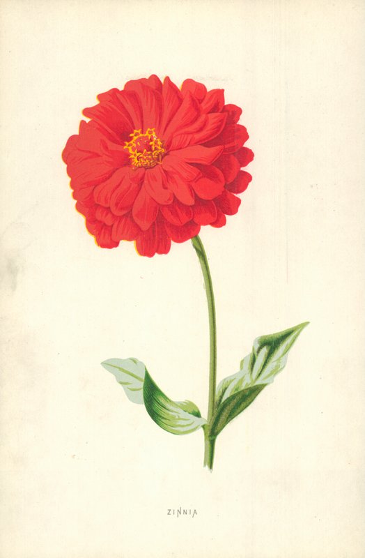 Zinnia af Frederick Edward Hulme
