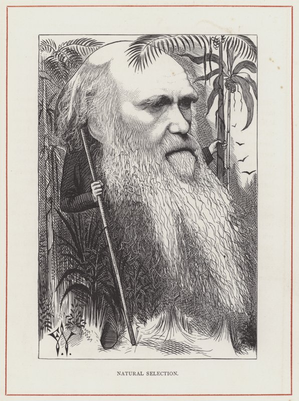 Charles Darwin, Naturlig Udvælgelse af Frederick Waddy