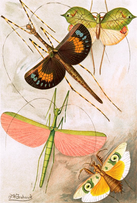 Orthoptera af Frederick William Frohawk