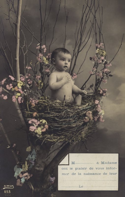 Baby i en rede af French Photographer