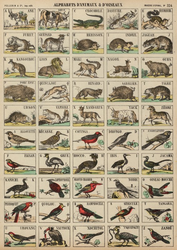 A to Z of animals and birdsdani af French School
