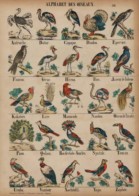 A til Z af fugle (farvet gravering) af French School