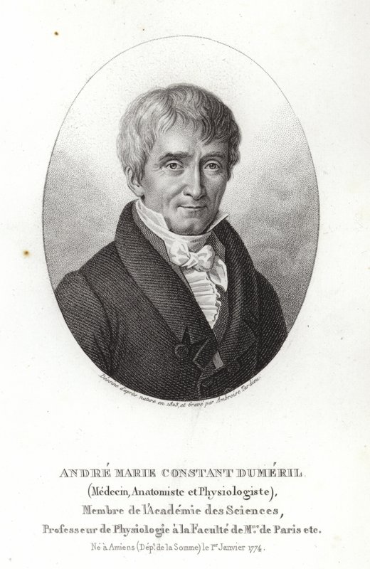 André Marie Constant Dumeril af French School