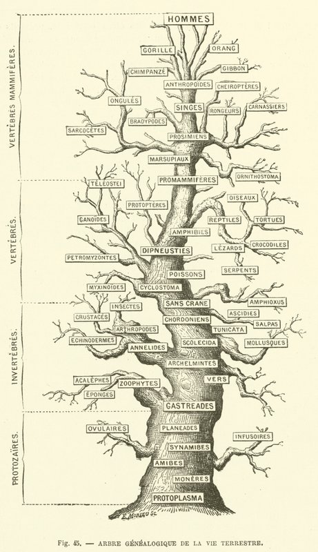 Genealogisk træ for jordlevende liv (gravering) af French School