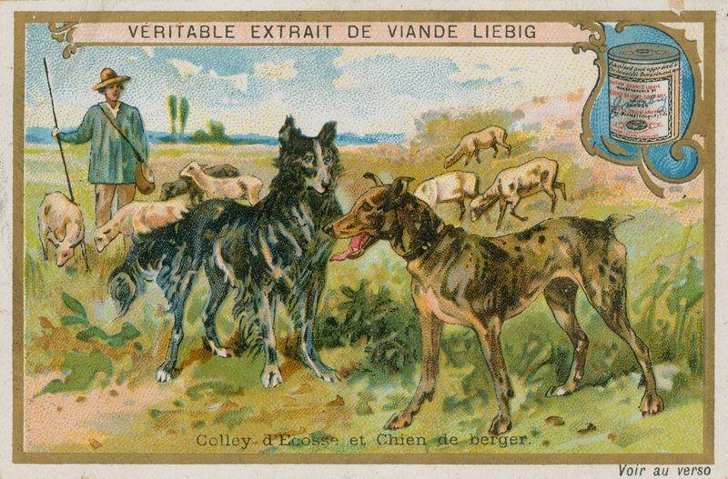 Border collie og fårehund af French School