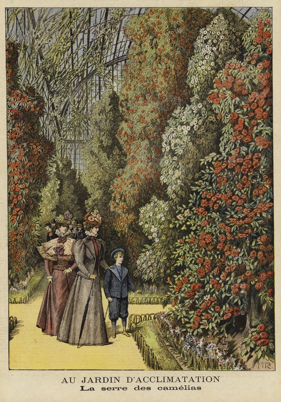 Camellia drivhus i en botanisk have af French School