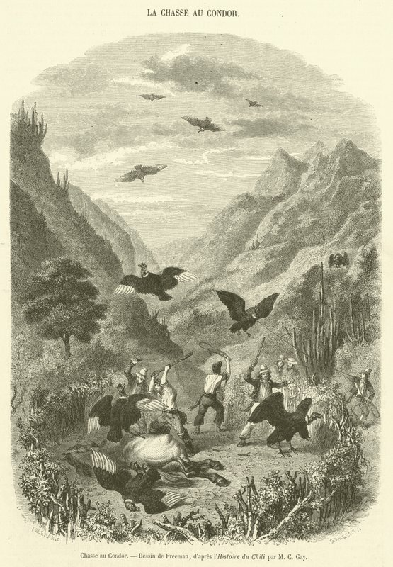 Condor Hunt (gravering) af French School