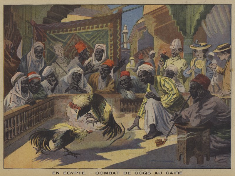 Hanekamp i Kairo (farve litho) af French School