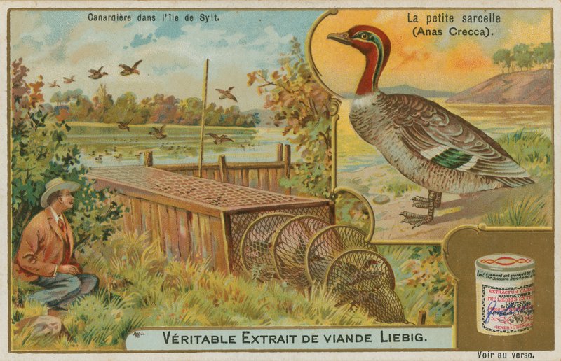 Almindelig krikand; fange ænder af French School