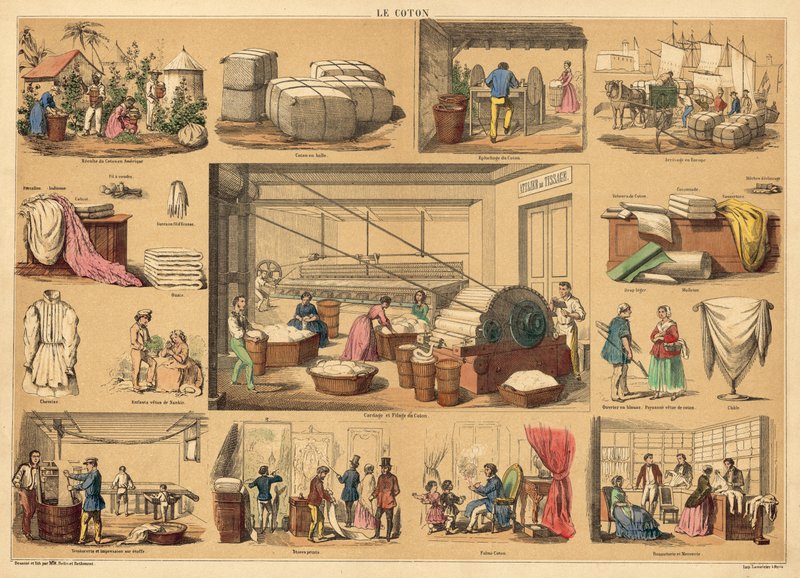 Bomuld (farvet gravering) af French School