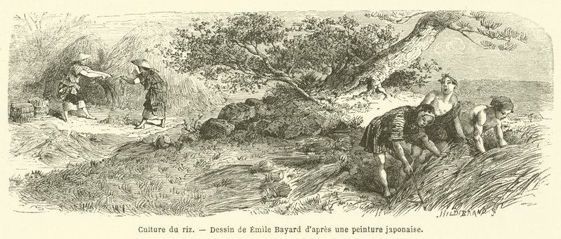 Dyrkning af ris (gravering) af French School