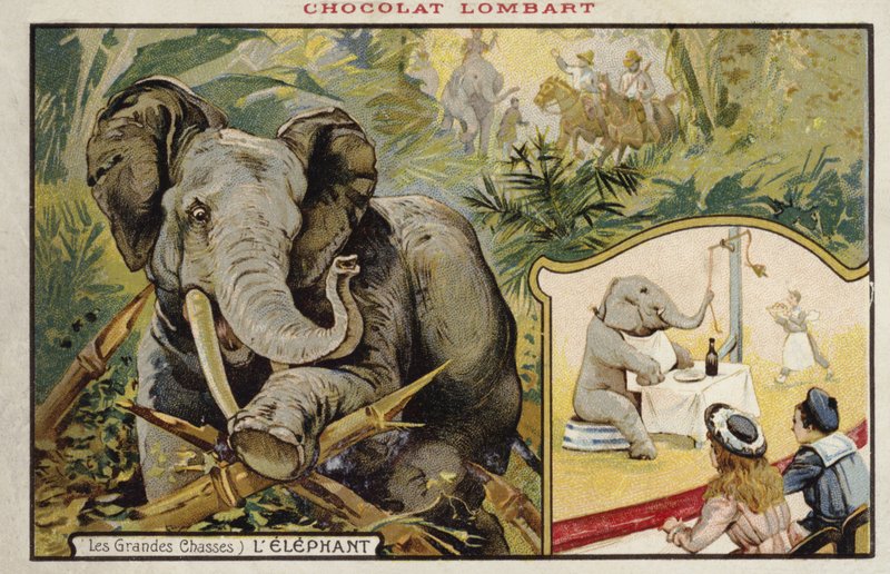 Elefant af French School