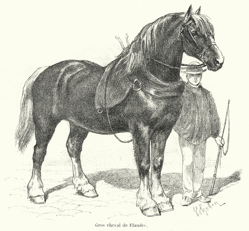 Flamsk tung hest (gravering) af French School