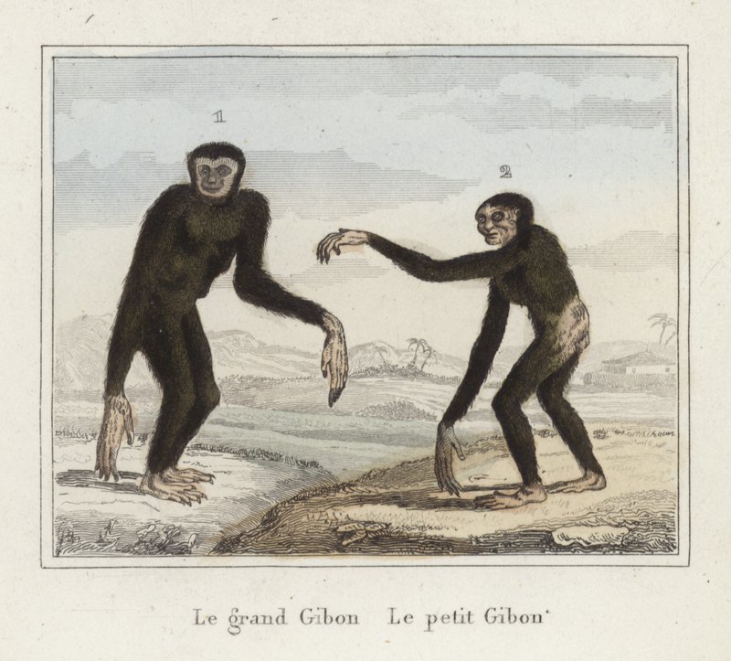 Gibbons af French School