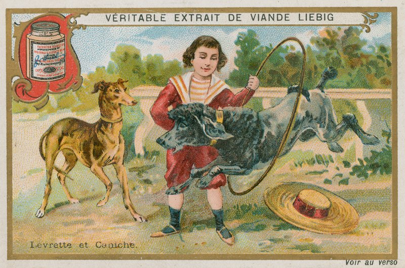Greyhound og puddel af French School