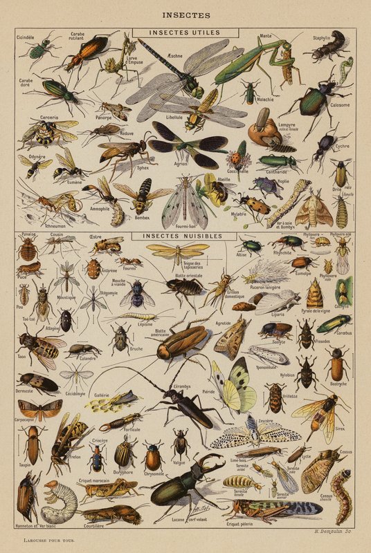 Insekter (farvelitografi) af French School