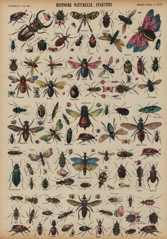Insekter (farvet gravering) af French School