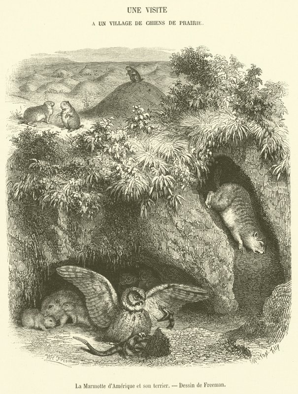Groundhog og dets hule (gravering) af French School