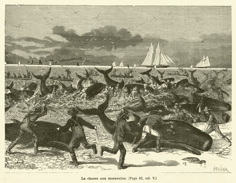 Marsvinjagten (gravering) af French School