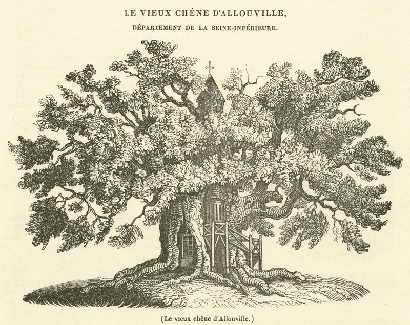 Den gamle eg i Allouville (gravering) af French School