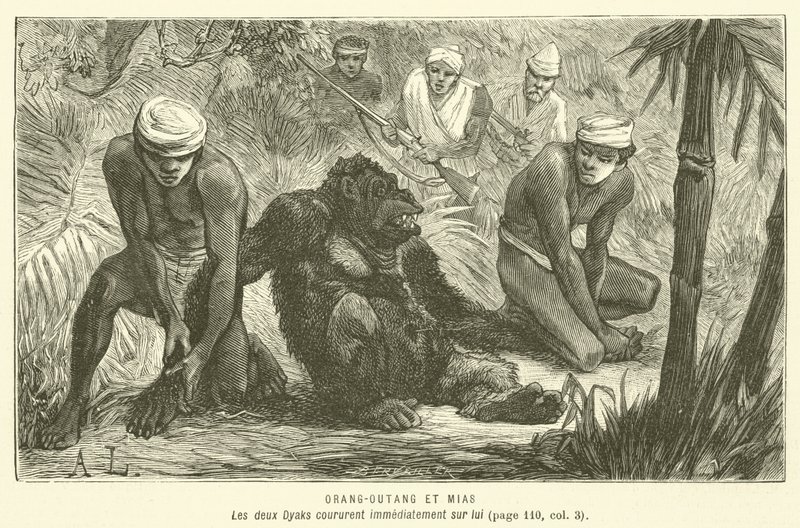 Orang-Outang Et Mias (gravering) af French School