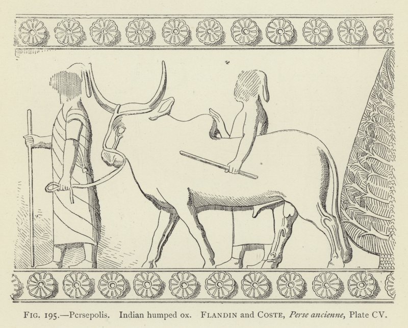 Persepolis, indisk pukkelokse af French School