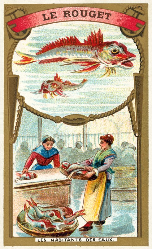 Rød multe (Chromolitho) af French School