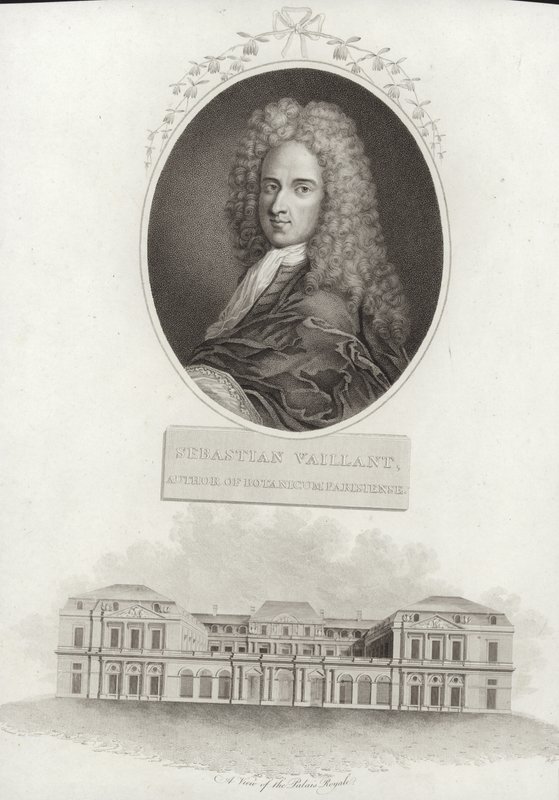 Sebastien Vaillant af French School