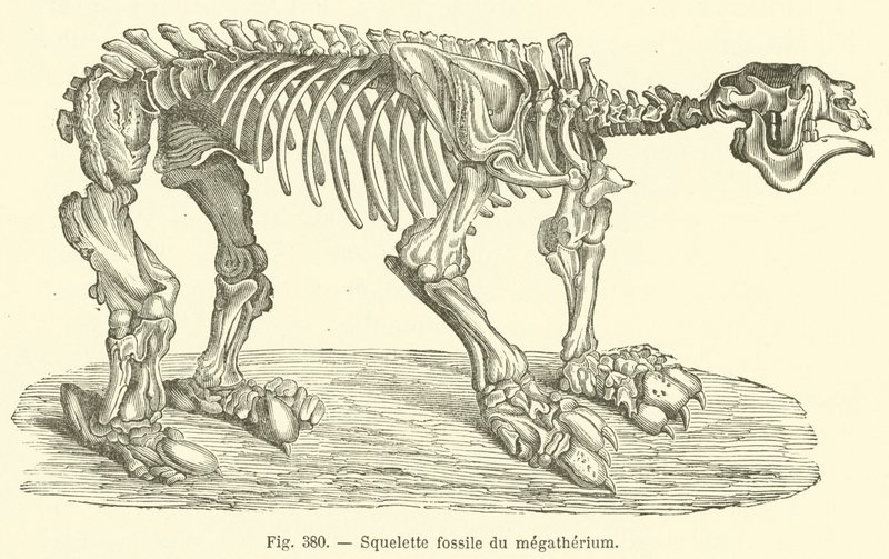 Megatherium fossilt skelet (gravering) af French School