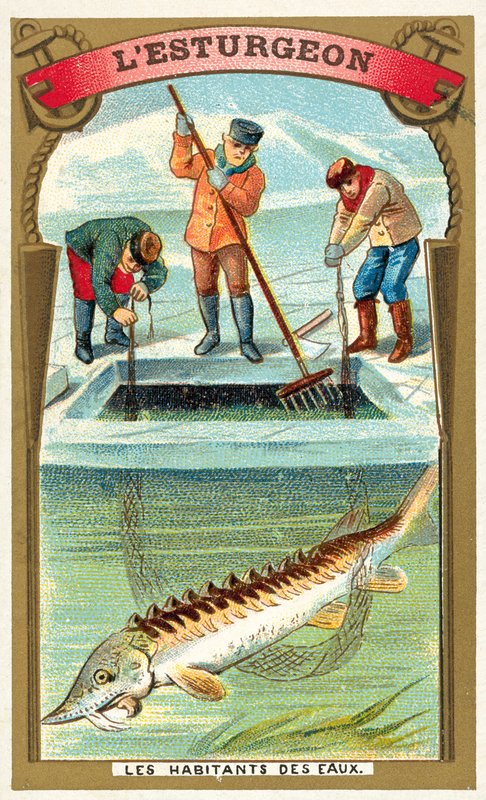 Stør (chromolitho) af French School