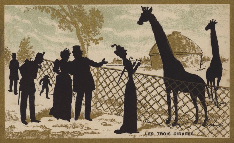 De tre giraffer (chromolitho) af French School