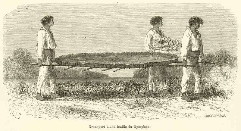 Transport af et Nymphaea-blad (gravering) af French School